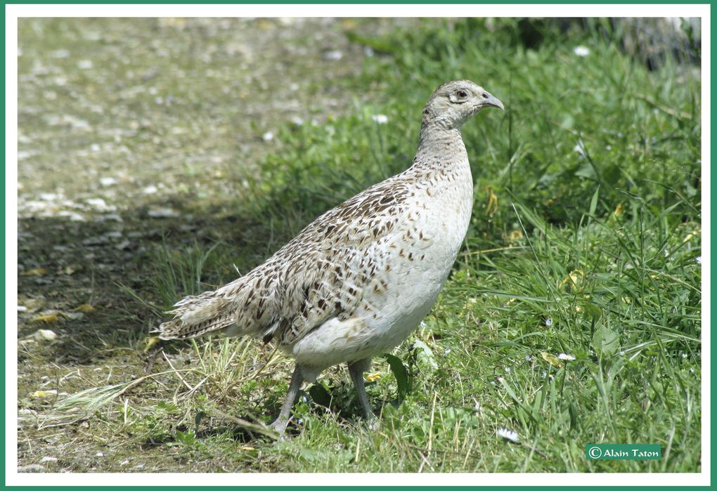 Album - le-marais-Poidevin