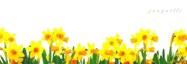 Marque-page jonquilles