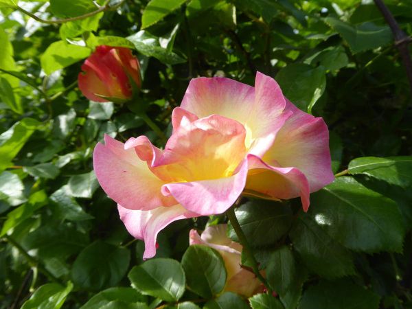 Le jardin des roses oubliées