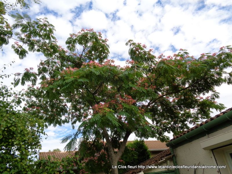 Mon jardin Le Clos fleuri en août 2019