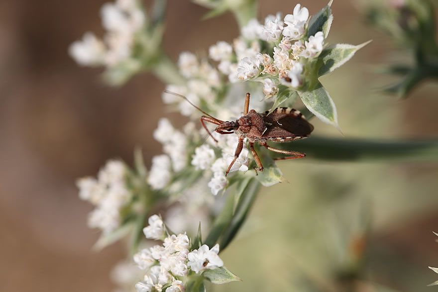 Album - Faune-Insectes-2