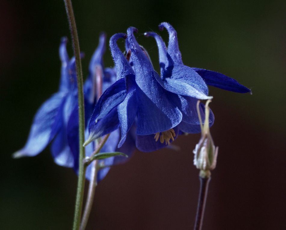 Album - Fotos - Blumen