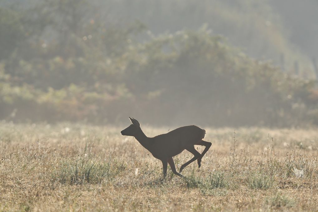 Ce matin, le brouillard est bien épais. Hier la pluie tant espérée a copieusement arrosé. Arrivé avant le lever du jour, j'attends les chevreuils. Grasse matinée ? Ils viendront alors que le soleil est déjà  haut d'où ce gros contre-jour.