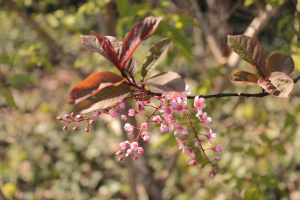 C'est le printemps ! 