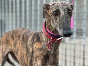 galga bringée caramel  de 3 ans a adopter