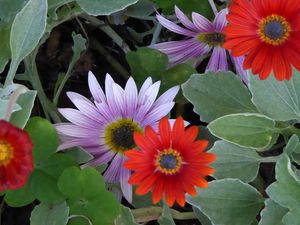 Les fleurs du jardin botanique de Funchal - Photos AD