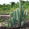 Cereus hexagonus (cactus cierge, raquette carrée)