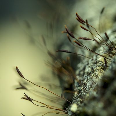 macro 60mm