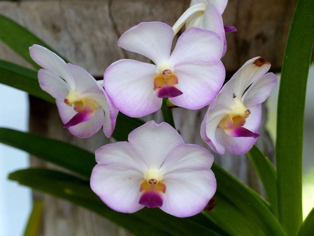 Ce matin, au jardin...