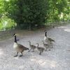 Des nouvelles de mes amis du Jardin Public de Bordeaux 