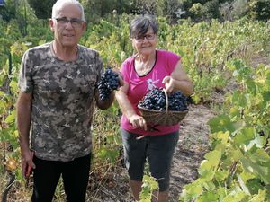 Vendanges 2023 pour la vigne pédagogique de la Bastide MARIN