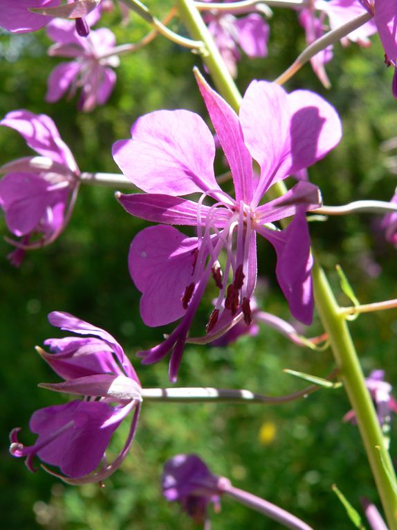 La flore du Mercantour