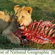 72 Photos : Best of National Geographic 2013 (1/5)