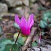 Cyclamens sauvages