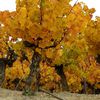 La vigne de Malras en automne