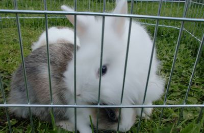 les bébés lapinoux !