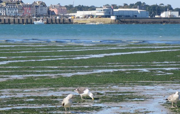 Plage du Ris, 29 septembre 2015