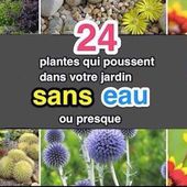 24 Plantes Qui Poussent Dans Votre Jardin SANS EAU (ou Presque).