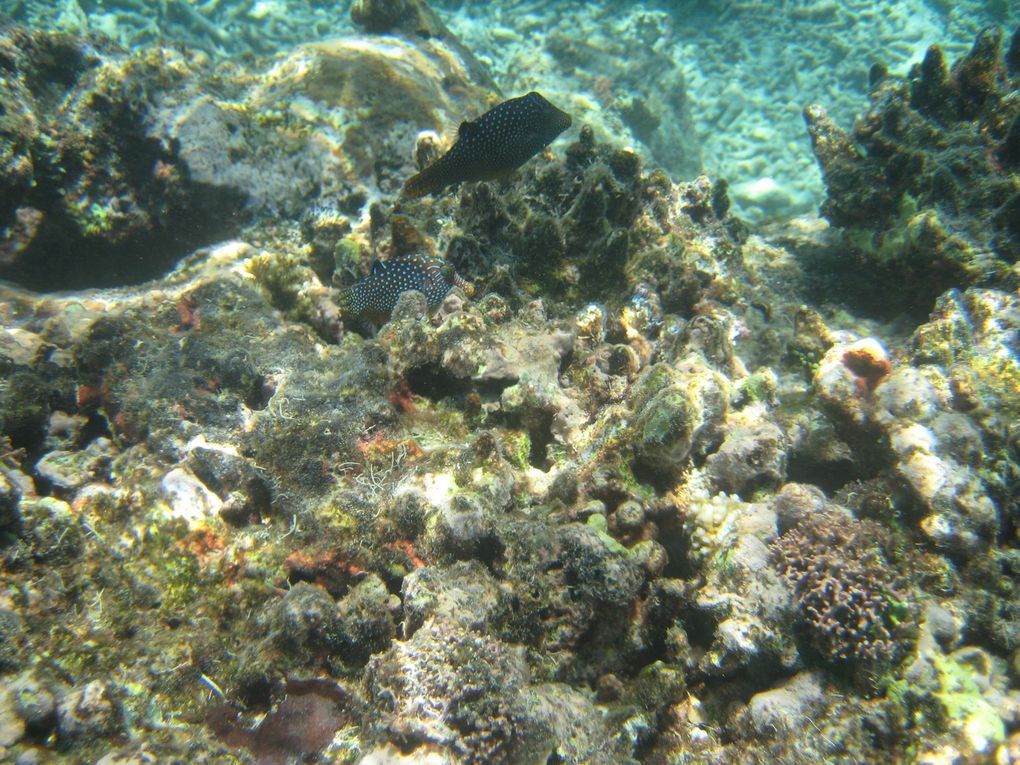 Album - FIJI---Shark Bay - Mana-Island