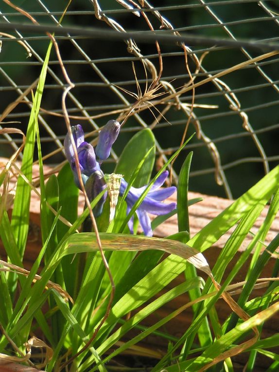 Jacinthes bleues poussant dans mon muret...