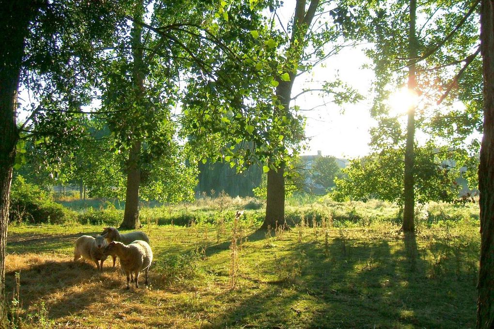 Il y a plus d'animaux sur Terre que d'humains.