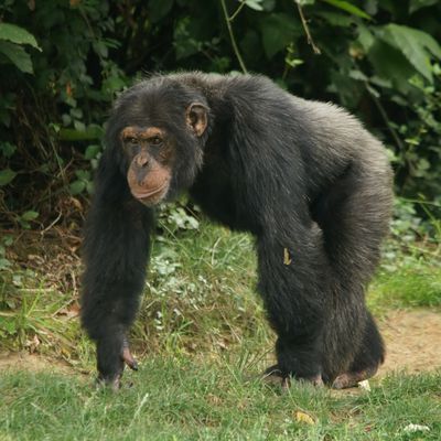 Le Chimpanzé