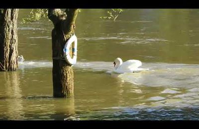 Un Cygne attaque une oie.