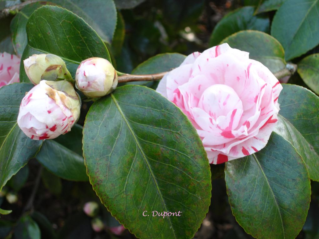 Famille : Théacée. Plante de terre bruyère. Arbuste fleuri de décembre à mars. Fleurs simples ou doubles dont la couleur est assez variée : rose, rouge, blanche, ou bicolore... Camélia ne supporte ni du soleil direct ni de la chaleur ...