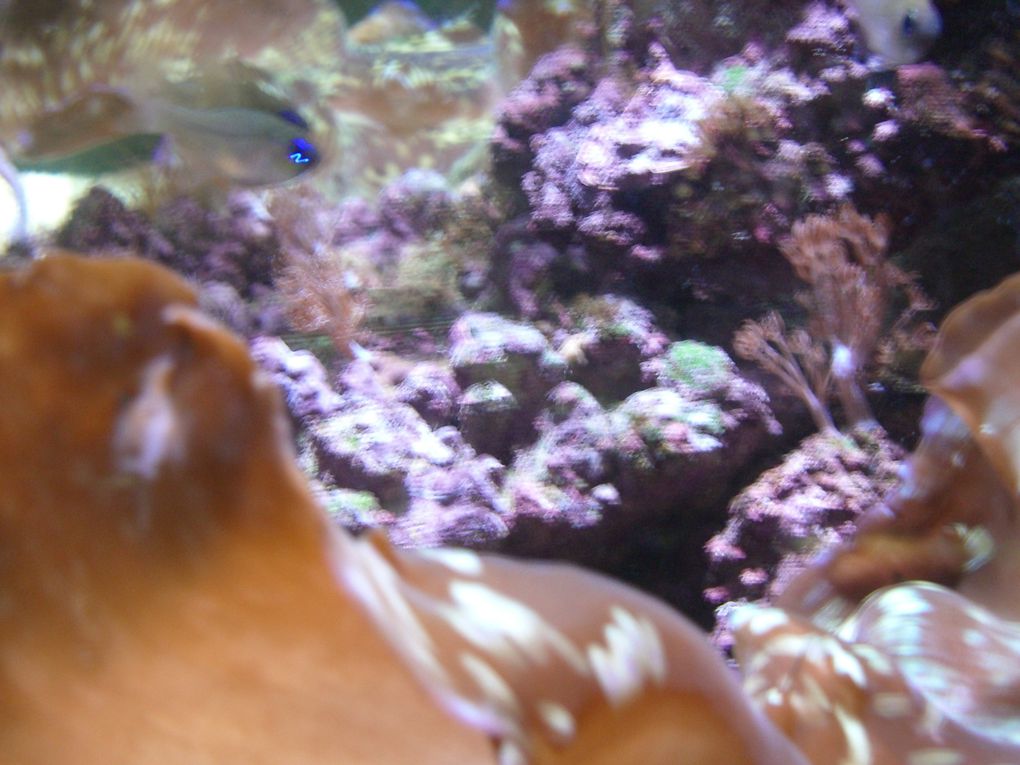 Une visite de la vieille ville... et de l'aquarium !