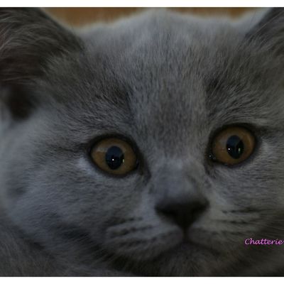 Fest Christine Chatterie les British Shorthair de l Hermisserie