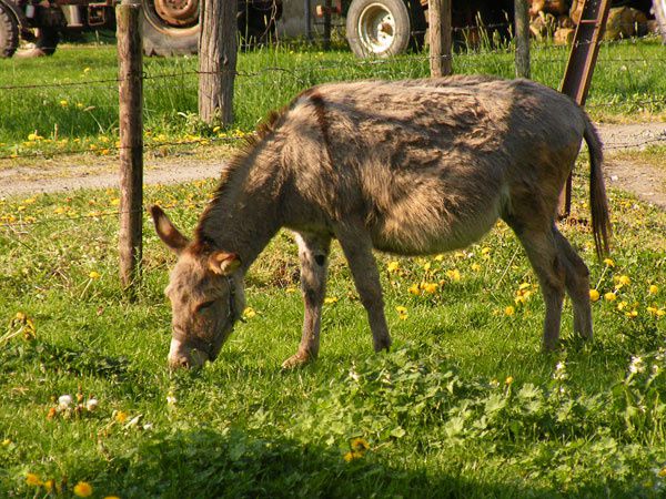 Album - Tiere