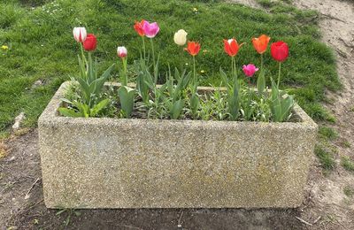 Des plants à vendre, des tulipes à admirer