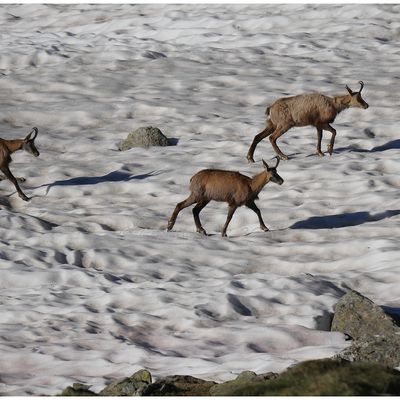 au pays des chamois suite 7