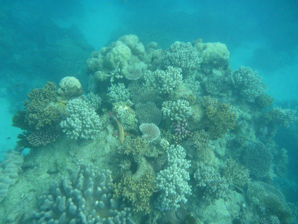 Album - Great Barrier Reef