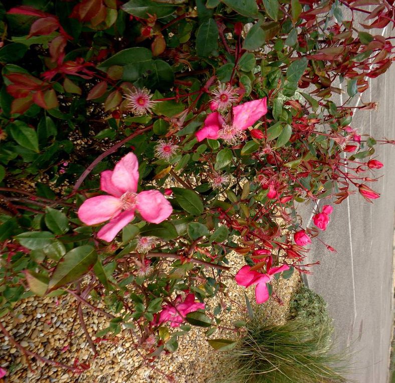 Romarins à l'odeur amère, euphorbes, buisson de presles, roses précoces et tapis de pâquerettes....