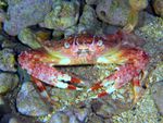 Voyage-plongée: crabe nageur, Liocarcinus depurator