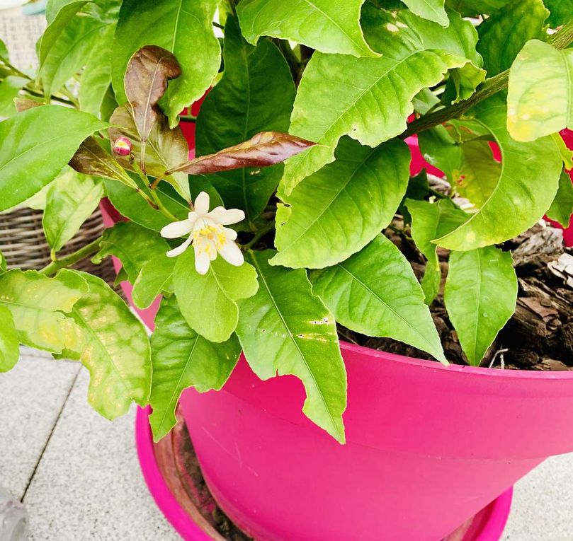 Les fleurs du mois de mai dans le micro jardin urbain (en 2019)