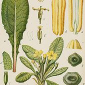 Primula vulgaris - Wikipédia