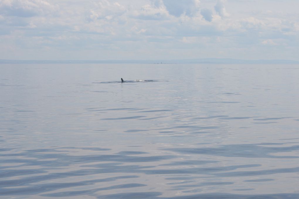 Album - Baleines-du-St-Laurent