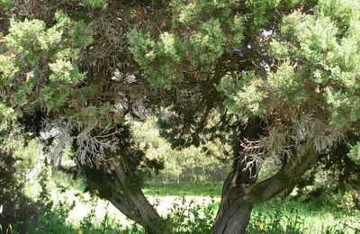 " La patience est un arbre ... "