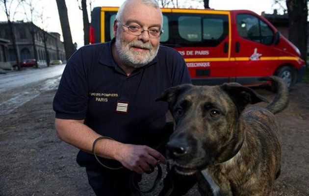 わんこがウィルス検知 ? ♡chiens détecteurs du Covid-19 ?