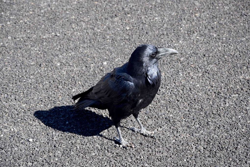 Oiseaux d'Amerique du Nord et Centrale 