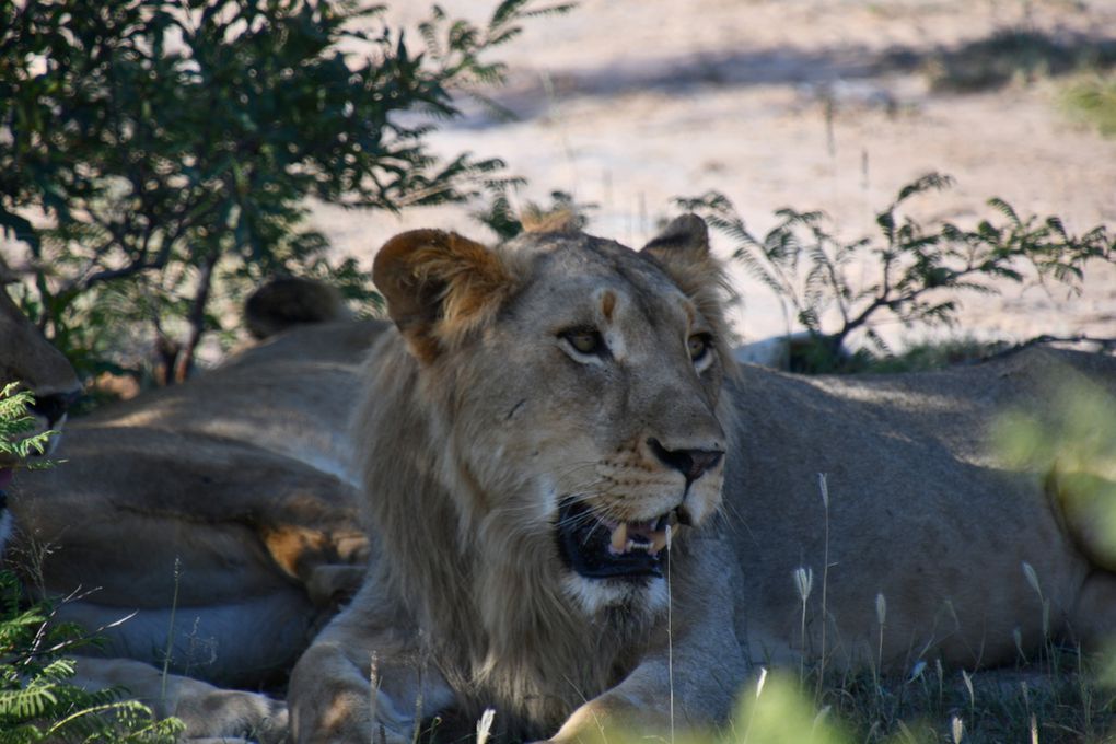 Les lions ont des yeux ambre voire jaunes et une truffe noire. Leurs oreilles, couleur sable, sont arrondies. Ils possèdent des griffes rétractiles qui sont protégées par des fourreaux de chair. Leurs canines peuvent atteindre six centimètres de long.  La crinière apparaît vers l'âge de trois ans