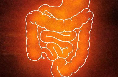 Des anticorps "chefs d'orchestre" du microbiote intestinal       (Par Camille Gaubert le 07.05.2018 , Sciences et Avenir)