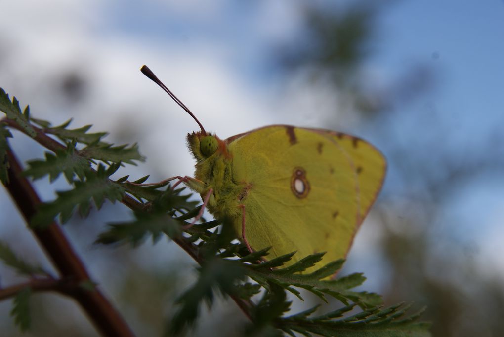 Quelques unes de mes photos en macro