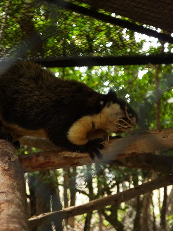 Phnom Tamao Zoological Park and wildlife rescue center.
Pelicans, gibbons, black bear of Asia, ... , Indochina leopard !!