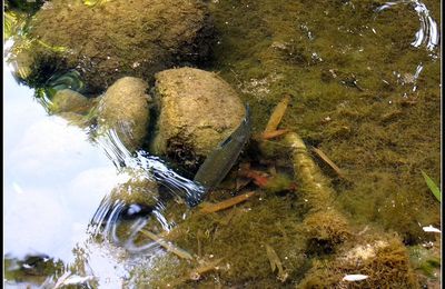 POISSONS DE BASSIN ( 2 )