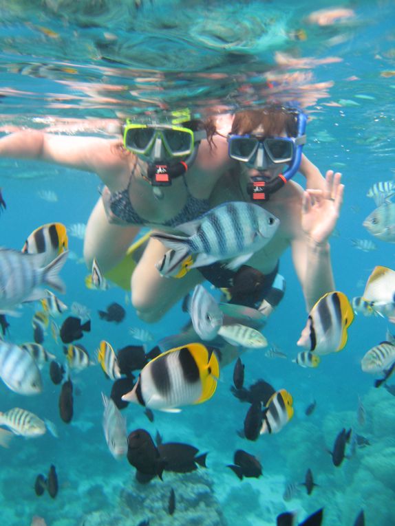 Album - Plongée dans le Lagon de Bora Bora