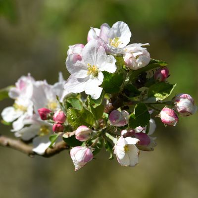 Cerisiers roses et pommiers blancs