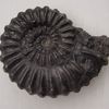 Les ammonites albiennes du Pérou